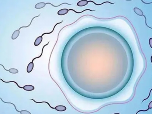 湖北麻城能否进行试管婴儿捐卵？正规供卵机构及医院咨询